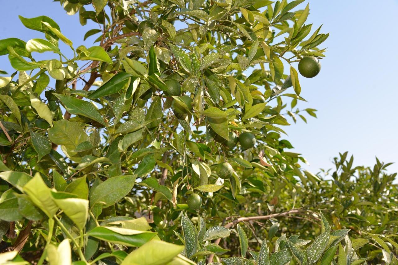 Corte Del Sole Manduria Ngoại thất bức ảnh
